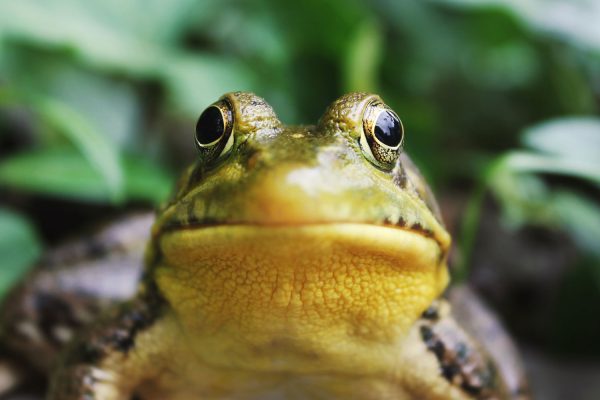 The Frog in Hot Water by T. Jacira Paolino. Photo by Jack Hamilton on Unsplash