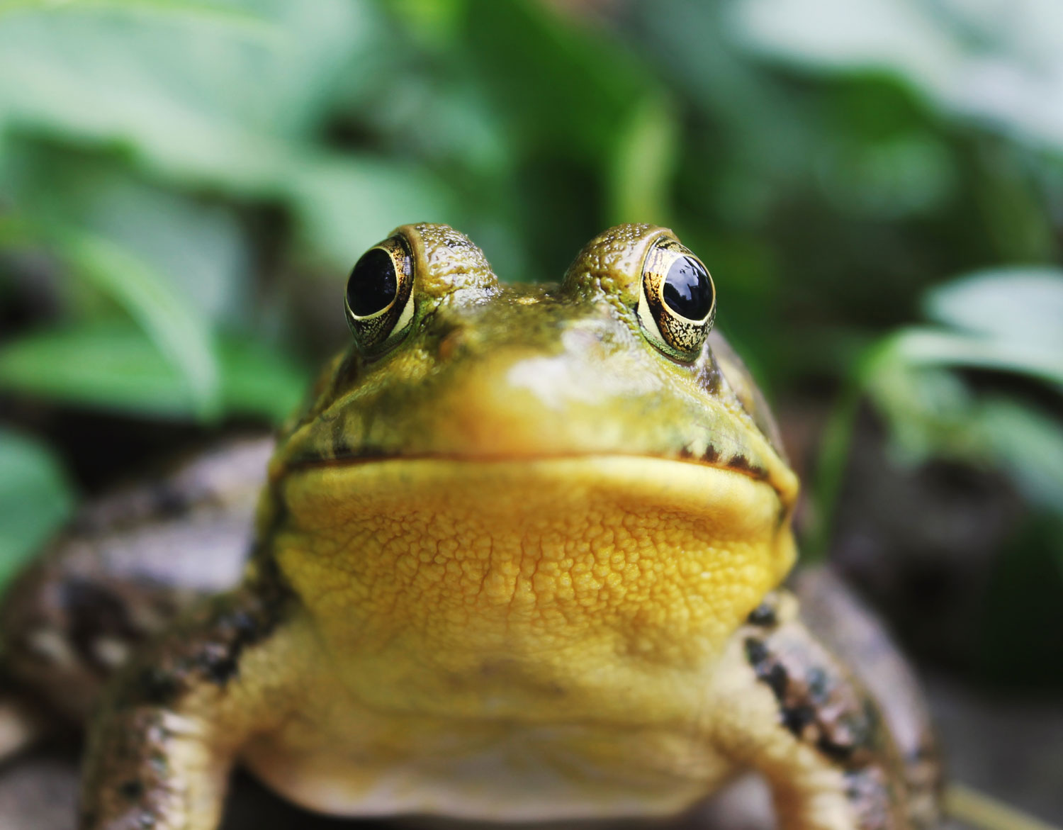 The Frog in Hot Water  by T. Jacira Paolino. Photo by Jack Hamilton on Unsplash